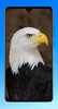 Eagle Wallpaper HD screenshot 12