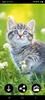 Cute Kittens Wallpapers screenshot 6