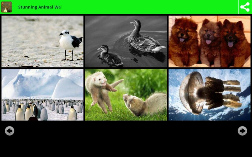 Stunning Animal Wallpapers - Preview 2