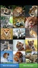 Big Cats HD Wallpapers screenshot 7