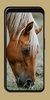 Horse Wallpaper screenshot 6