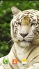 White Tiger Live Wallpaper screenshot 2