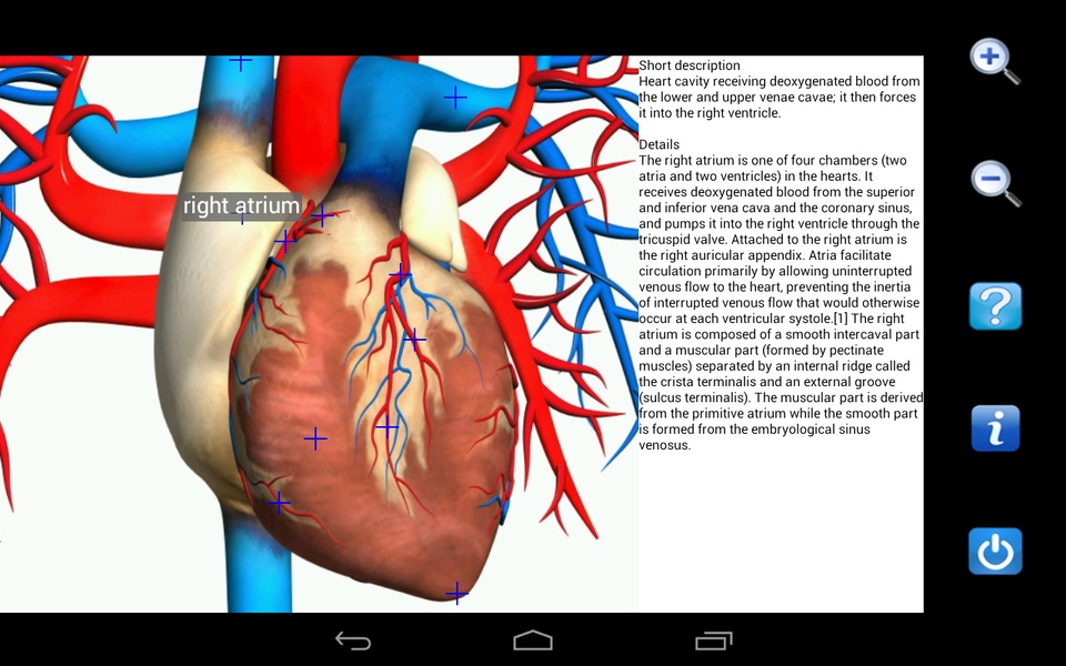 Visual Anatomy Free - Preview 15