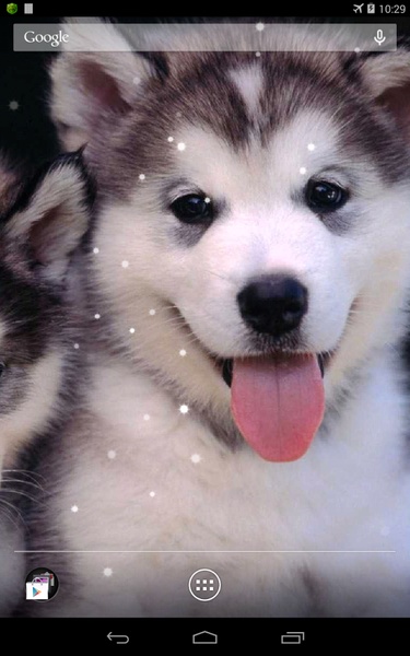 Husky - Preview 2