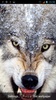 Wolves Live Wallpaper screenshot 6