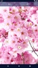 Sakura Live Wallpaper screenshot 3
