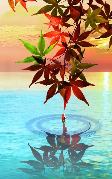 Water Drop. Flowers and Leaves. - Preview 8