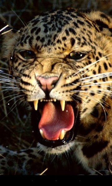 Leopard - Preview 8