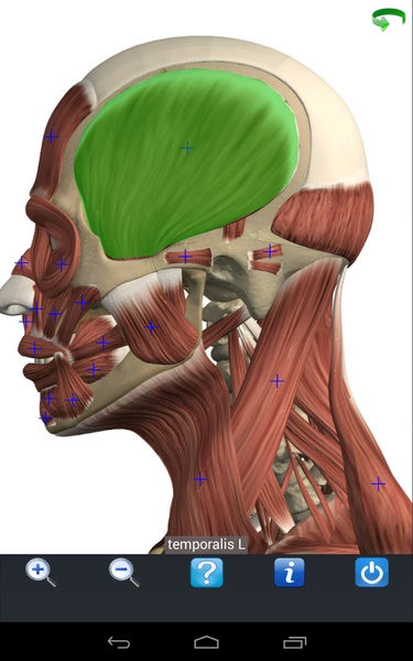 Visual Anatomy Free - Preview 14