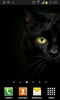 Black cats Live Wallpaper screenshot 7