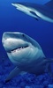 Shark Live Wallpaper screenshot 3