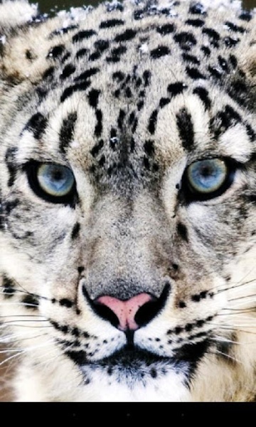 Leopard - Preview 9