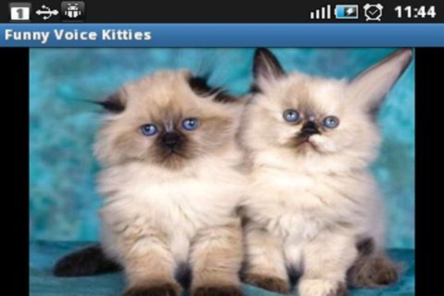 Funny Voice Kitties - Preview 7
