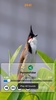 Birds Calls Sounds - Relaxing screenshot 1