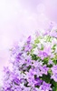 Lilac Flowers Live Wallpaper screenshot 7