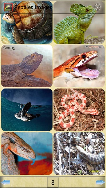 Reptiles Images - Preview 2