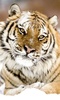 Tiger HD LWP Lite screenshot 3