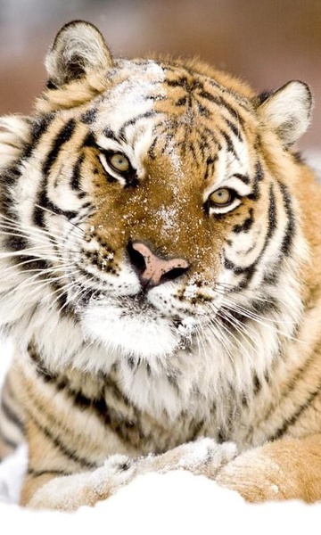 Tiger HD LWP Lite - Preview 3