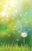 Dandelion Live Wallpaper screenshot 2