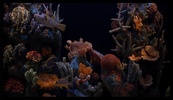 Aquarium HD screenshot 2