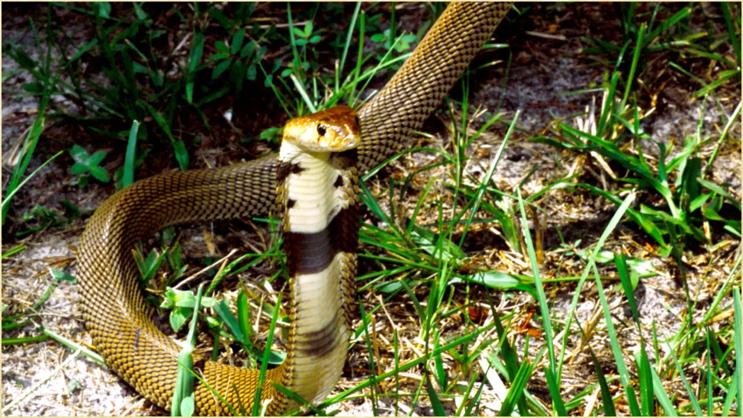 Wild Animals Pictures - Preview 3