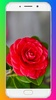 Red Rose Wallpaper screenshot 14