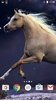 Horses Live Wallpaper HD screenshot 2