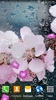 Spring Flower Live Wallpaper screenshot 5