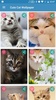 Cute Cat Wallpaper screenshot 8
