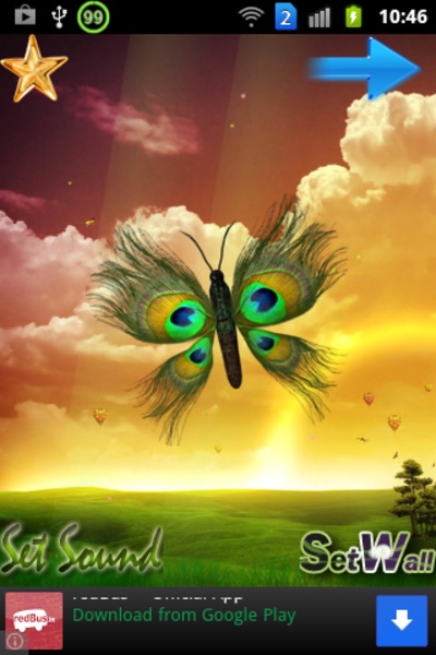 Butterfly Peacock - Preview 11