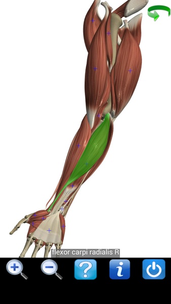 Visual Anatomy Free - Preview 6