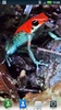 Tree Frogs Live Wallpaper screenshot 3