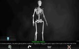 Bones Human 3D (anatomy) screenshot 16