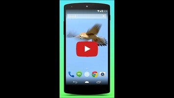 Video about Falcon Live Wallpaper 1