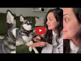 Video su iDog: Dog Translator 1