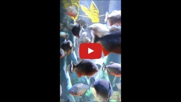 Aquarium1動画について