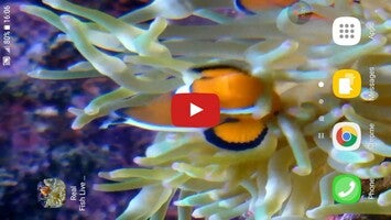 Video about Real Fish Live Wallpaper 1