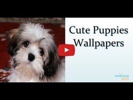 วิดีโอเกี่ยวกับ Cute Puppies Wallpapers 1