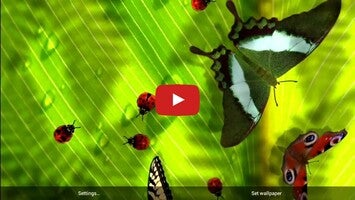 Video über Nette Insekten Gratis 1
