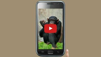 Vídeo de Funny Monkey Free 1