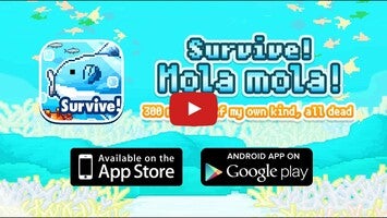 Video about Mola mola 1