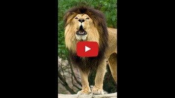Video tentang ZooShaker 1