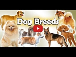 วิดีโอเกี่ยวกับ Dog Breeds Golden Retriever | Rottweiler 1