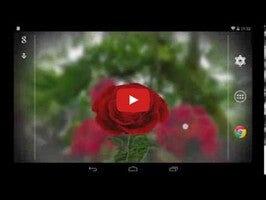 Video about 3D Rose Live Wallpaper Free 1