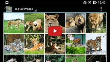 BigCatBG: Big Cat Wallpapers 1와 관련된 동영상