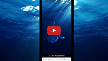 Vídeo sobre 3D Shark in the Live Wallpaper 1