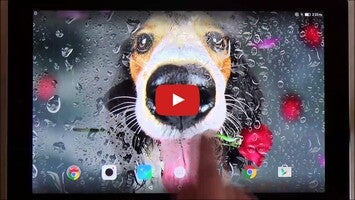 Video about Animals Cute Live Wallpaper 1