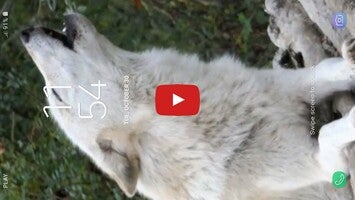 Video about Wolf Live Wallpaper 1