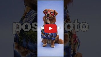 Видео про PetSmile 1