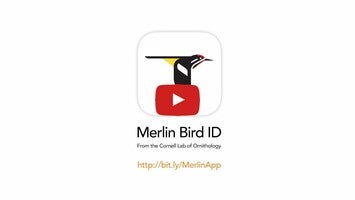 วิดีโอเกี่ยวกับ Merlin Bird ID 1